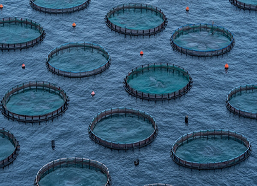  Fish farming